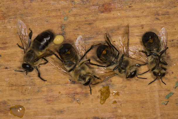 Drones in a beehive - Foto, Bild