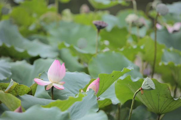 fleur de lotus fleurir le jour de la pluie
 - Photo, image