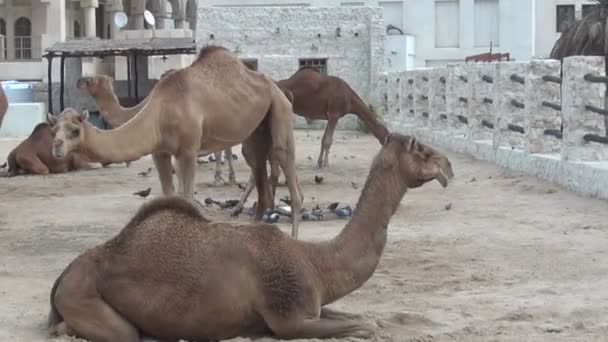 Mnóstwo wielbłądy w souq Waqif  - Materiał filmowy, wideo