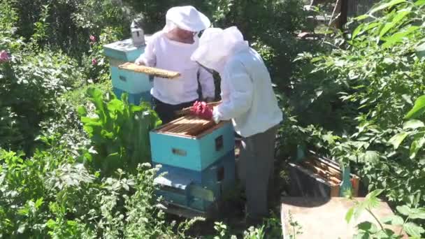 Dois apicultores verificam colmeia de abelhas
 - Filmagem, Vídeo