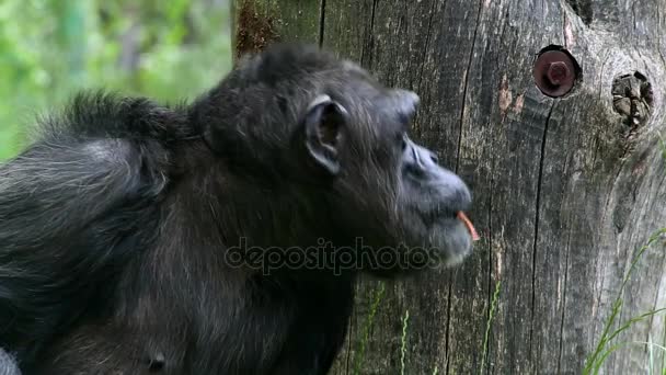 Közönséges csimpánz (Pan lat. troglodytes) - Felvétel, videó