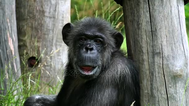 Common chimpanzee (lat. Pan troglodytes) - Footage, Video