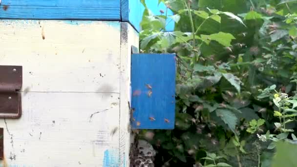 enxame de abelhas perto de uma colmeia
 - Filmagem, Vídeo