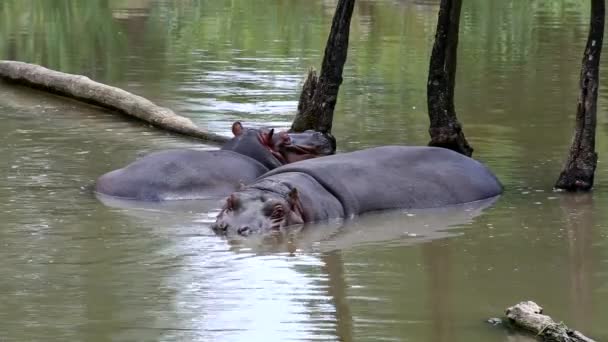 Hipopotam nilowy (lat. Hippopotamus amphibius) - Materiał filmowy, wideo
