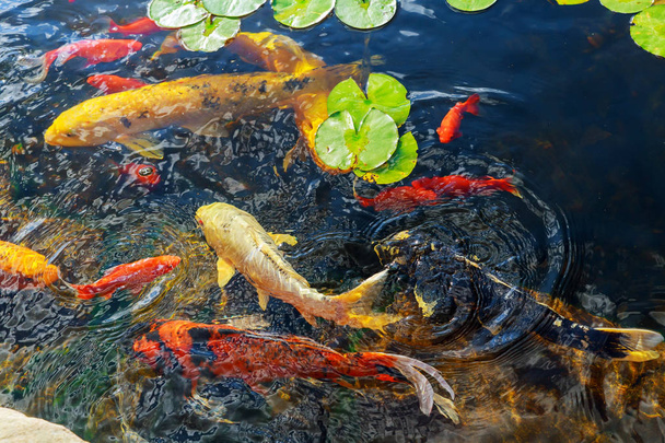 Coloridos peces decorativos flotan en un estanque artificial, vista desde arriba - Foto, Imagen