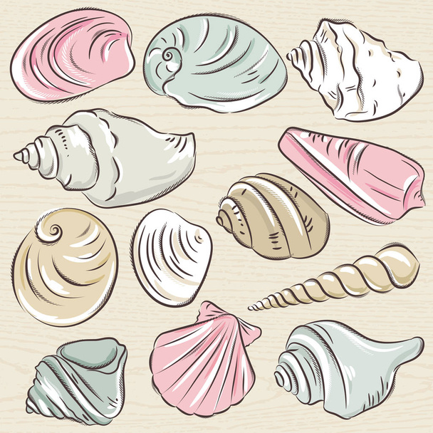 Set of different types of clams and shells - Vector, afbeelding