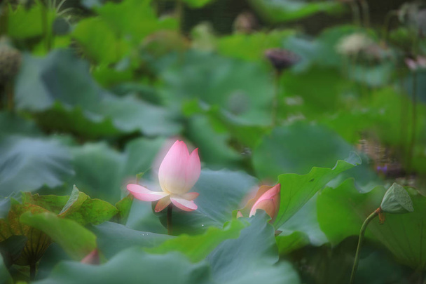 Цветок лотоса красивый в дождливый день
 - Фото, изображение