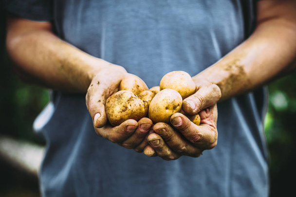 Farmer with potatoes - Zdjęcie, obraz