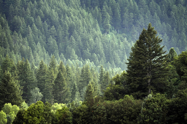 Pine Forest During Rainstorm Lush Trees - Photo, image