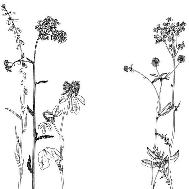Background with ink drawing herbs and flowers - ベクター画像