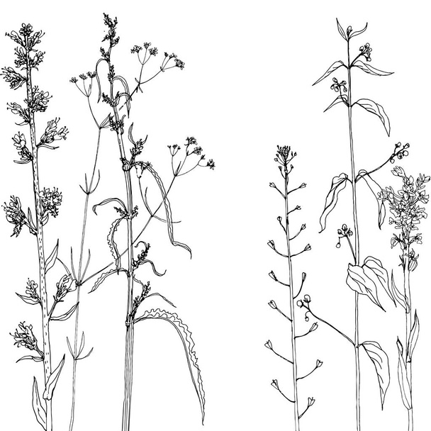 ハーブと花を描くインクと背景 - ベクター画像