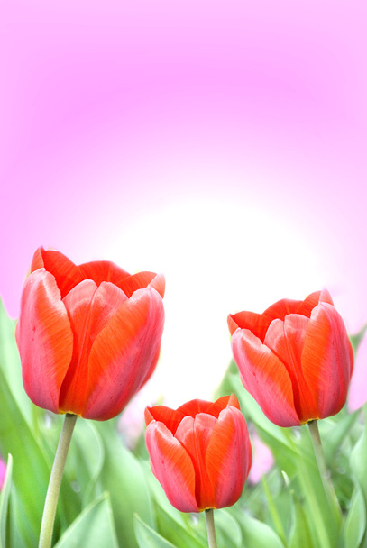 piękne czerwone tulipany - Zdjęcie, obraz