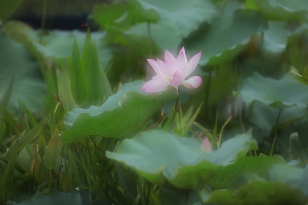 lotus flower blossom at the rain day - Photo, Image