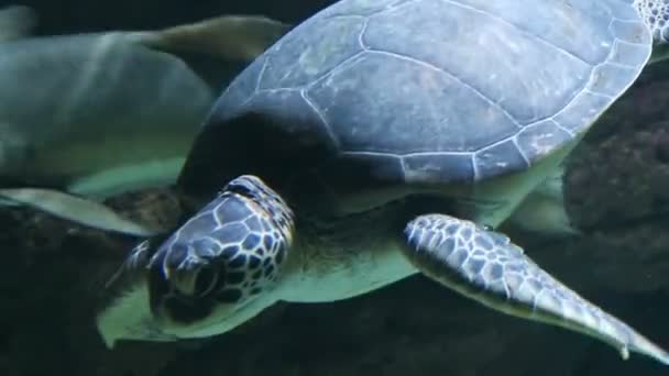 Loggerhead sea turtle (Caretta caretta) swimming in the Mediterranean sea - Footage, Video