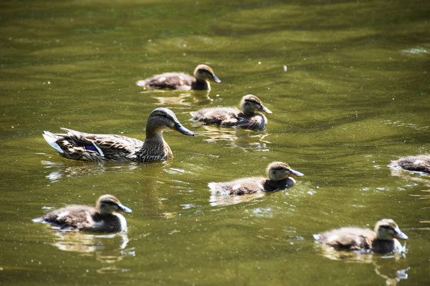 Mother duck with young - Foto, Imagem