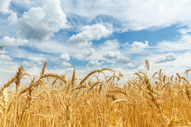 Orejas de trigo maduras infectadas en un campo agrícola
 - Foto, imagen