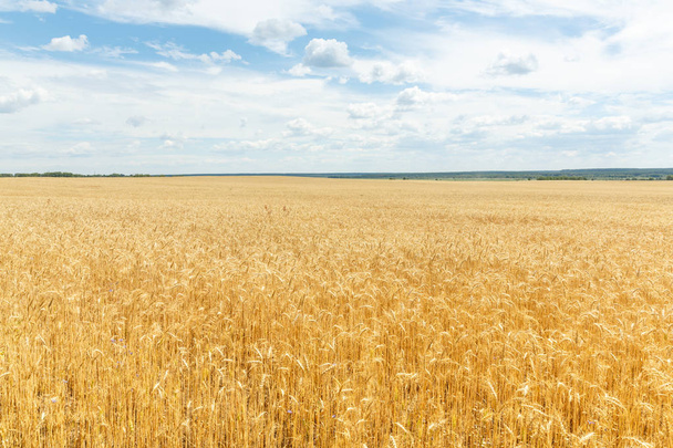 Ripe wheat ears on a farm  field - Photo, Image
