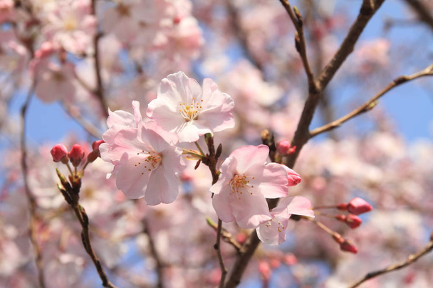 cherry blossoms under the blue sky - Photo, Image