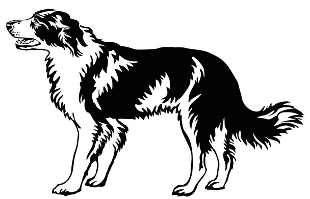 Portrait debout décoratif de collie frontière chien, illust vectoriel
 - Vecteur, image