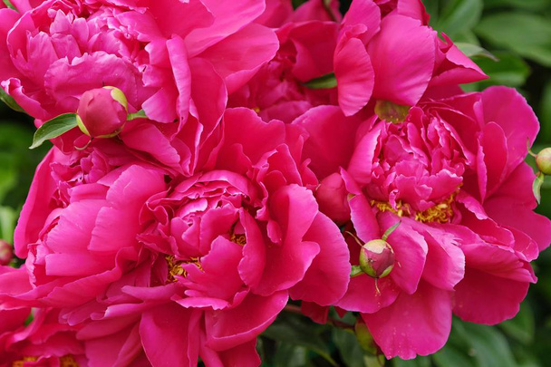 Beautiful bright pink peonies in the summer garden - Photo, Image