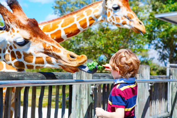Little kid boy watching and feeding giraffe in zoo - Photo, Image