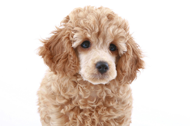 Apricot poodle puppy (series) - Photo, Image