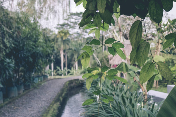 Green jungle on Bali island, Indonesia. Tropical rainforest scene. - Photo, image