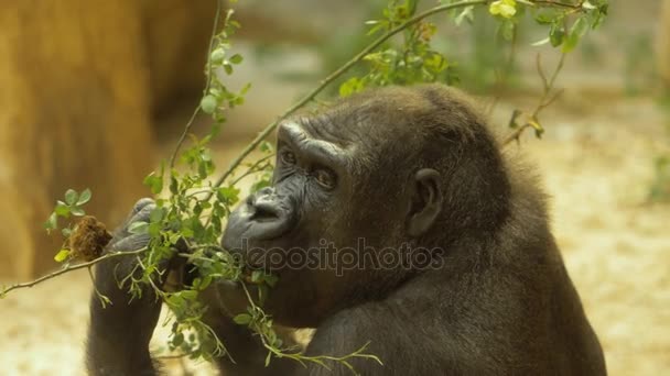 Gorilla eating leaves slow motion 1080p - Footage, Video
