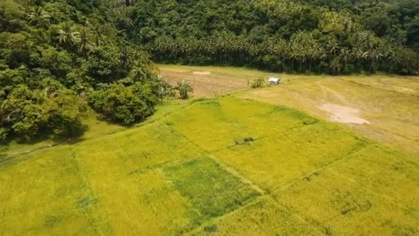 Luchtfoto van een rijst-veld. Filippijnen - Video