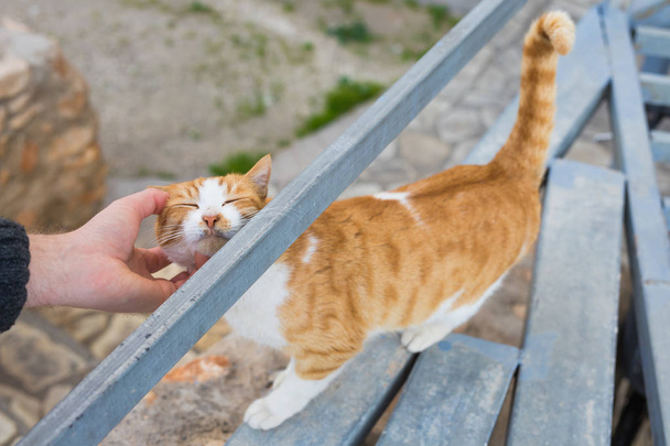 Bezdomovci kočka, mazlíček a zvířata koncept - muž hladí kočku - Fotografie, Obrázek