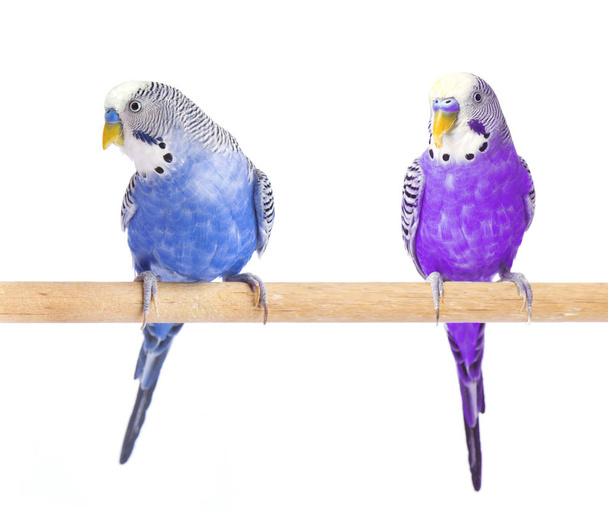 Papağan mavi ve mor. Muhabbet kuşu mavi, beyaz arka plan üzerinde izole. Muhabbet kuşu tam büyüme - Fotoğraf, Görsel