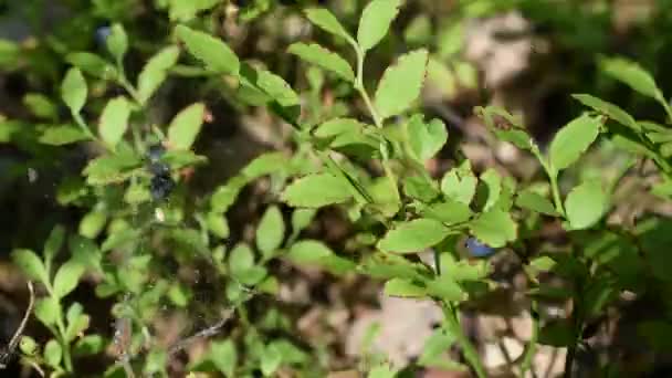 Human hands collecting bilberry - Footage, Video