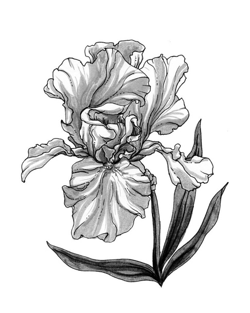 Hand drawn Iris flower - Фото, изображение