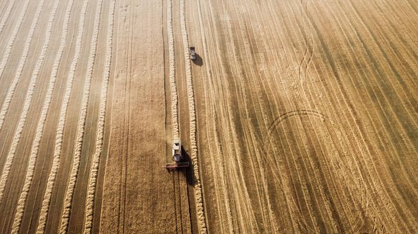 Harvester working in field and mows wheat. Ukraine. Aerial view. - Fotografie, Obrázek