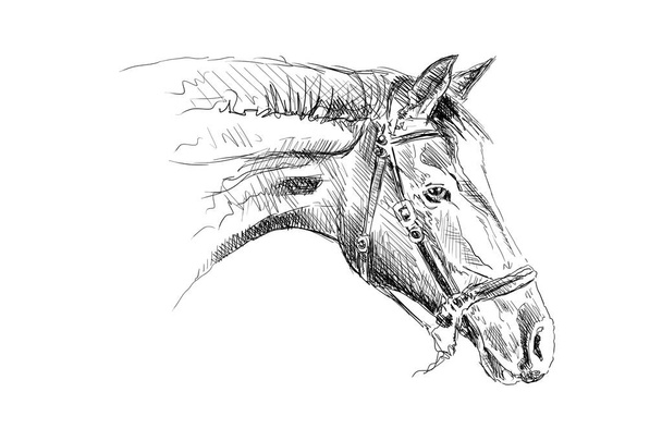 vapaa hevonen pää lyijykynä piirustus
 - Valokuva, kuva