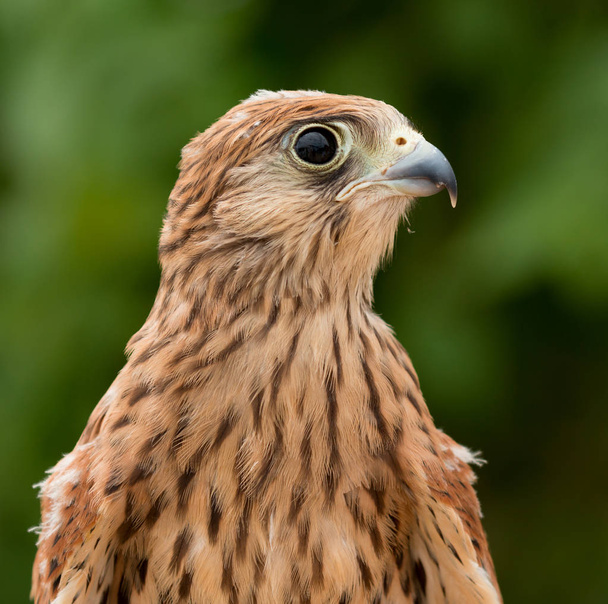 Young kestrel with beautiful plumage - Photo, Image
