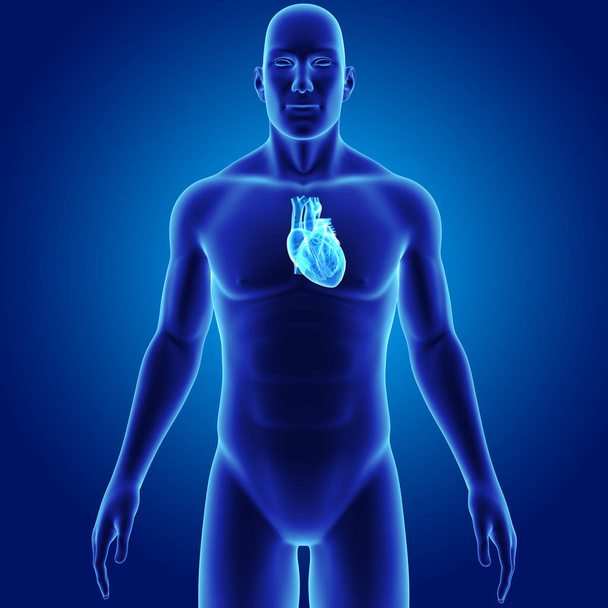 Heart with body anterior view - Fotoğraf, Görsel