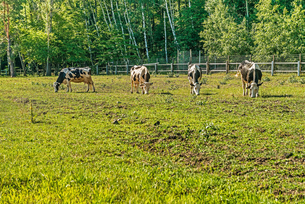 Ασπρόμαυρες γαλακτοφόρες αγελάδες βόσκουν στο site για καλοκαίρι αγελάδες στην Mezhyhirye οδό κοντά στο Κίεβο. - Φωτογραφία, εικόνα