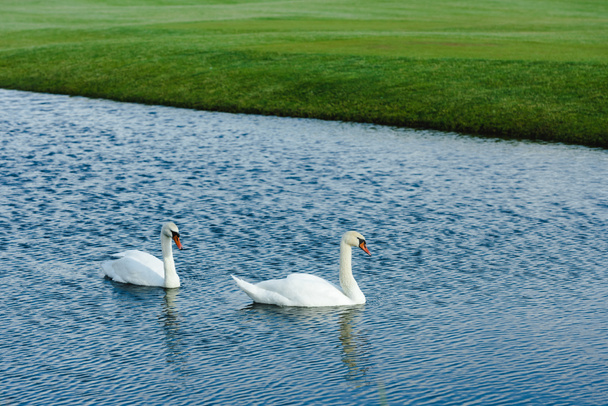 Cisnes nadando en estanque
  - Foto, Imagen