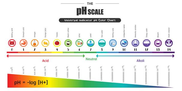 The pH scale Universal Indicator pH Color Chart diagram   - Вектор, зображення