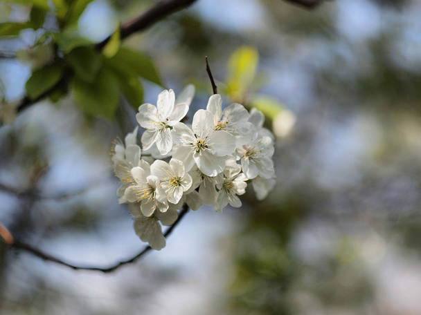 Flor blanca delicada manzana florece contra el cielo de primavera azul claro
  - Foto, imagen