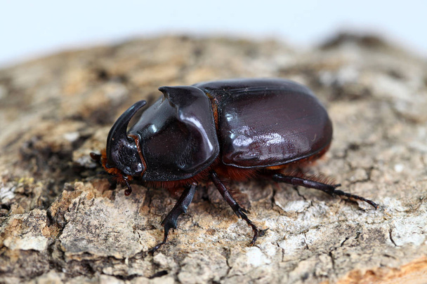 Oryctes nasicornis, rhinoceros beetle - Foto, afbeelding