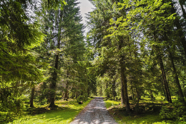 A forest path with pine trees in the mountains in the Carpathian - Photo, image