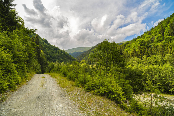 Um caminho florestal com pinheiros nas montanhas no Cárpatos
 - Foto, Imagem