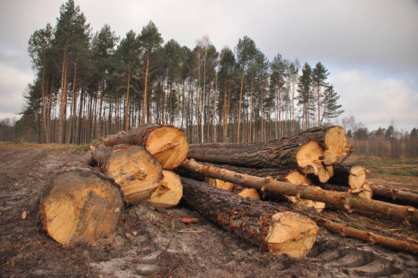 Forstwirtschaft Rodung und Lagerung von Holz. Waldbewirtschaftung. - Foto, Bild