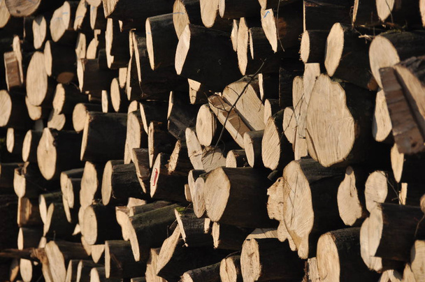 Розмитнення та зберігання деревини. Управління лісами
. - Фото, зображення