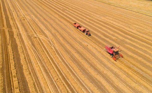 Yhdistetään harvesteri ja traktori vehnäpellolla oleviin perävaunuihin
 - Valokuva, kuva