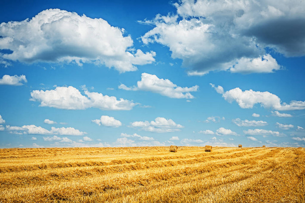 harvested field of wheat with cloudy sky - Photo, image