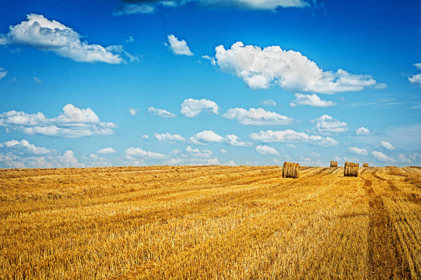 field of wheat after harvesting - Foto, Imagen