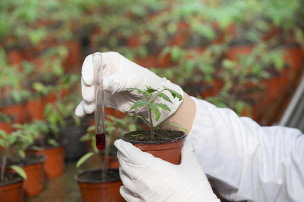 Biologist holding pot with sprout and chemicals in tube - Photo, Image